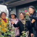 문금안발효스콜레