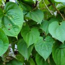 하늘농약사 이미지