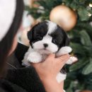 정애켄넬 티스토리