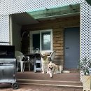 파티가는 댕댕이 이미지