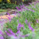 제주허브동산 이미지