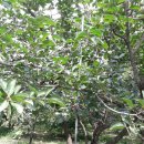 수골 농장 이미지