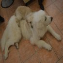 나랑놀개 이미지