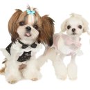 엔젤퍼피 이미지