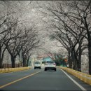 오동선(요골) 이미지