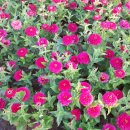 엑스포로 이미지