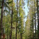 개화산 자락길 이미지