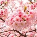 당구포켓클럽 이미지