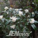 선흘리 백서향 및 변산일엽군락 이미지