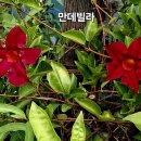 빨강 이미지