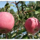 명은농장 이미지