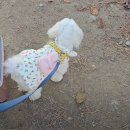 태평하개 이미지