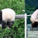 팬더 - 부천시 원미구 부흥로307번길 22 | 팬더