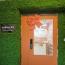 강남 고양이 호텔 미용 츄캣 | 강남 고양이 호텔 미용 츄캣