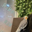 리프패럿 롯데마트 광복점 이미지