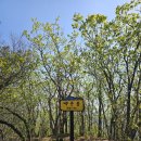 김천 황악산 (250426)