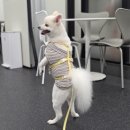 도그와트 이미지