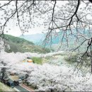 봄꽃 축제, 산행지 소개 이미지