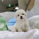 포더독스 강아지 강서 마곡점 이미지