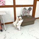 멍머니 2호점 이미지