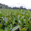 미인장수 이미지