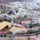 (버스)평택여중사거리 이미지