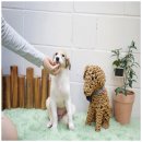 고려애견샵 이미지