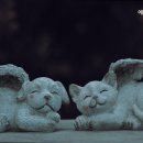 에덴동물병원 이미지