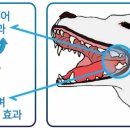 퍼피키티 이미지