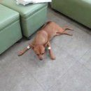 모라동물병원 이미지