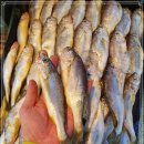 10월 12일(월) 목포는항구다 생선카페 판매생선[ 참조기, (건조)간재미 / "예약" 새우젓(추젓), 흰다리새우 ] 이미지