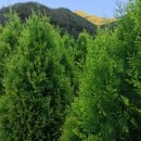 태림농원 이미지