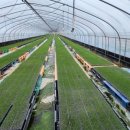 함양양파영농조합법인 이미지