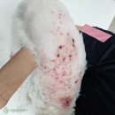 장호원동물병원 네이버블로그