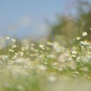 뿌리민박 이미지