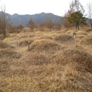 곡성-221 이미지