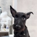 퍼피팸퍼 이미지