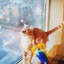 네코