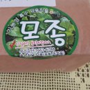 우리강산 야생화농원의 "에렌지움","가자니아", "은쑥"