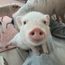 다과레시피 | 스위치온 다이어트 :: 1주차 날것의 후기 (+ 비건 단백질 쉐이크 추천, 1주차 레시피 공유)