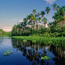 오리노코(orinoco) 이미지