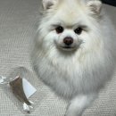 픽펫 | 강아지수제간식 픽펫푸드 오리날개, 오리목뼈 염소뿔 급여후기