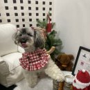 닭빠 | “내주럴발란스 ”테이스트더월드 닭 빠에야 쉐지애주식캔 후기