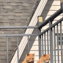 토마토펜션A 이미지