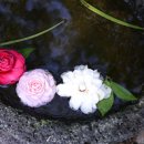 카멜리아힐 이미지