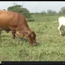 [VOA 영어뉴스] Special Grass for Livestock Could Cut Greenhouse Gases 이미지