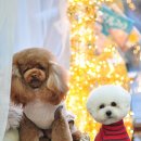 제제미용실 이미지