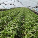 정오농장 이미지