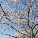 2021 - 수원 광교저수지 둘레길 & 만개한 벚꽃 이미지