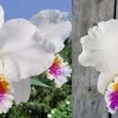 Cat.mossiae semi-alba.'H&amp;R'× sib 이미지